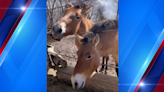 There’s two new faces at the Hogle Zoo: Meet Mongolian wild horses Dimitri and Mikhail