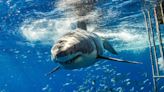 Shark Tourism Banned at Mexico’s Great White Hotspot