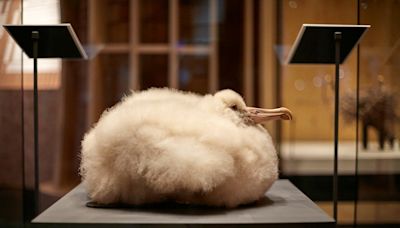 Birds: Brilliant and Bizarre, Natural History Museum review: slick new avian exhibition