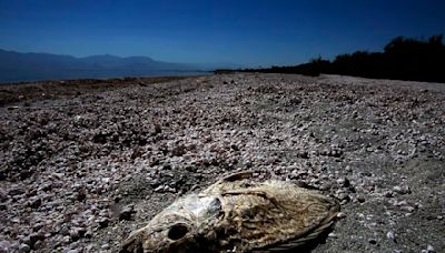 The Salton Sea is now smelly all year long and making people's asthma worse. The culprit? Bacteria