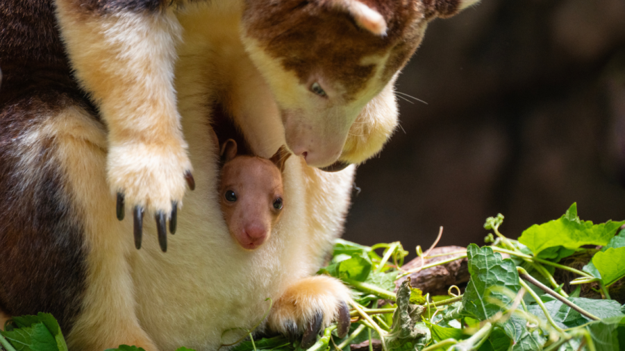 Watch: 7-month-old tree kangaroo peeks out of its mom’s pouch for the first time