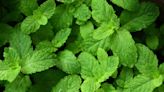 Everything You Need to Know About Mint