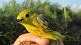 Millions of birds soar above the suburbs as spring migration peaks