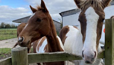 Horse charity 'going nowhere' as it hits out at financial fears