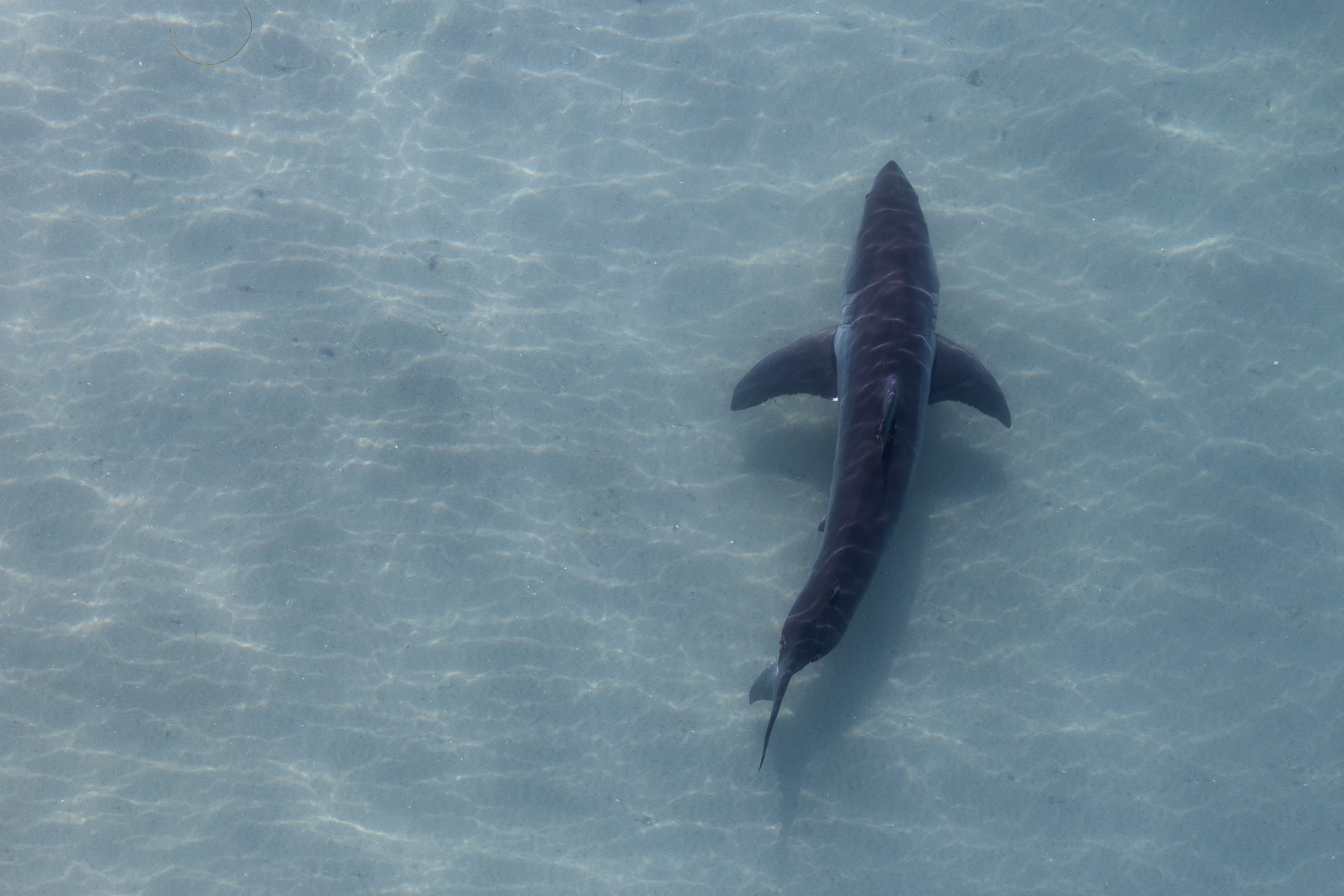 Shark forces officials to close Southern California waters