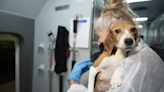 Company that bred beagles for research pleads guilty to neglect, must pay record $35M fine