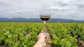 El regreso del Syrah, una de las variedades globales del vino que quiere volver a ser protagonista en Argentina