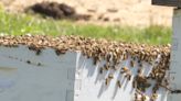 Identifying ‘killer bees’ and how to handle them