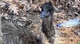 Have you seen this big bird? Emus on the run in Mass. town