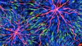 In Living Color: Exploring Advances in Quantitative Live Cell Imaging