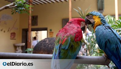 Los míticos guacamayos de la Casa Colón dejarán el museo