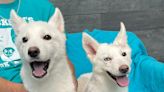 Two Husky puppies thrown over a Michigan animal shelter's fence get adopted