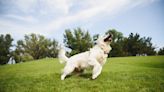 Golden Retriever's Impressive Jump on Trampoline Is One for the Record Books