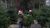 How Climate-Friendly Is Your Christmas Tree?