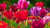 Tulips will flower for the next 4 years with Alan Titchmarsh’s 15-second method