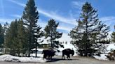 Idaho man charged with harassing wildlife after kicking Yellowstone bison