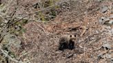 Asaja pide que se mejoren los protocolos para la convivencia del oso con la ganadería