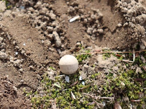 ‘Shot Heard Round the World’ musket balls recovered from site of famous first-day Revolutionary War battle