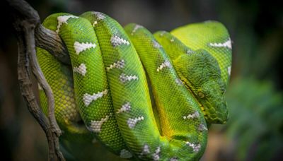 Hérault : sa petite amie le met dehors avec une trentaine de serpents