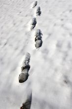 Trail of Footprints in Snow Picture | Free Photograph | Photos Public ...