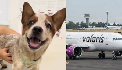 Volaris 'pierde' a su perrito y al encender su rastreador lo localiza en un domicilio particular