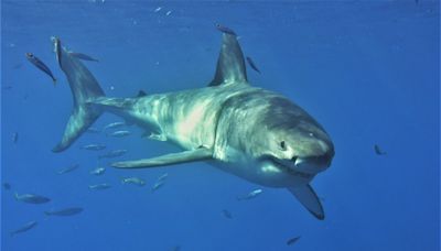 'Jaws' at 50: Peter Benchley's toothy terror tapped a fascination with great white sharks