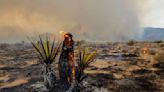 As Joshua trees burn, massive wildfire threatens to forever alter Mojave Desert