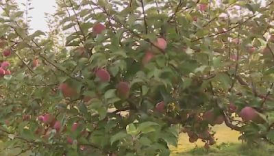 Hunger Task Force; volunteering on the farm