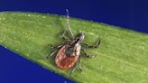 Cases of rare tick-borne disease on the rise in 8 states, CDC says