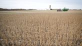 Los futuros de la soja suben y la caída del maíz se frena tras un mínimo de tres años