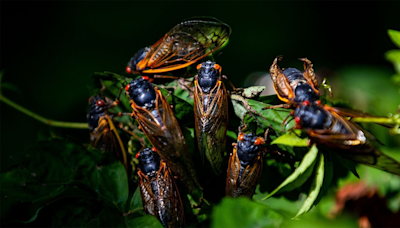 ‘As loud as a lawn mower’: What to expect from the historic cicada emergence - Boston News, Weather, Sports | WHDH 7News