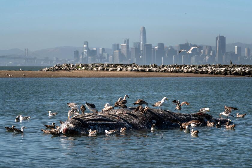 Unprecedented numbers of gray whales are visiting San Francisco Bay, and nobody quite knows why