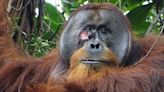 Wild orangutan uses a medicinal plant to treat a wound in 'first time' observation by scientists