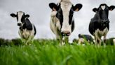 U.S. reports 2nd human case of bird flu tied to dairy cow outbreak