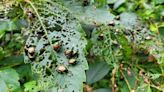 Gardener gives up after Japanese beetle infestation destroys plants in Ontario