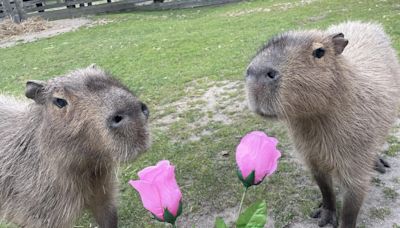 Cape May County zoo sets up male capybara on 'The Bachelor' style dates