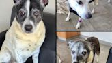 Three dogs rescued from deadly fire find forever home with original foster family