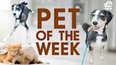 PET OF THE WEEK: Adopt Shakira the poodle mix hoping to bounce into a new home