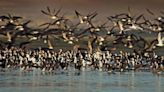Día Mundial de las Aves Migratorias: explorando su diversidad y significado en Perú