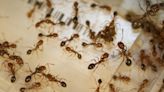 There are about 20000 trillion ants on Earth, new study estimates