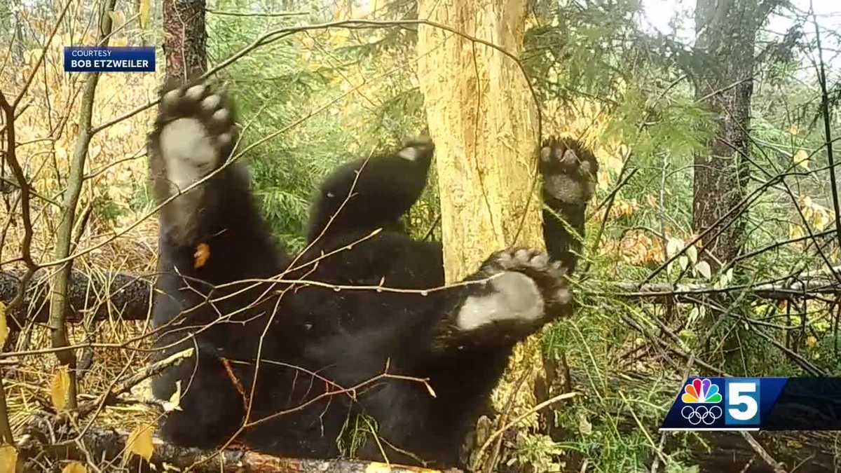 Farting animal highlights 'what a bear should be doing,' Fish & Wildlife says