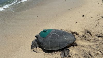 產卵綠蠵龜安裝衛星發報器 追蹤洄游動態 (圖)