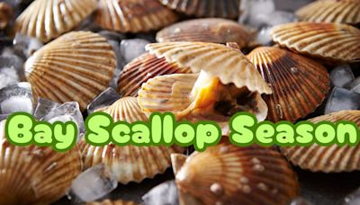 LISTEN: Bay Scallop Season Begins Wednesday In Pasco | NewsRadio WIOD | Florida News