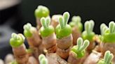 Surprise! Bunny Succulents Are the Cutest Plant to Go Viral