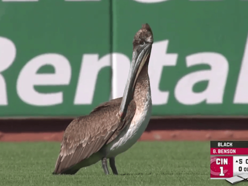 A pelican crashed the fifth inning of Reds-Giants, and the broadcast commentary was gold