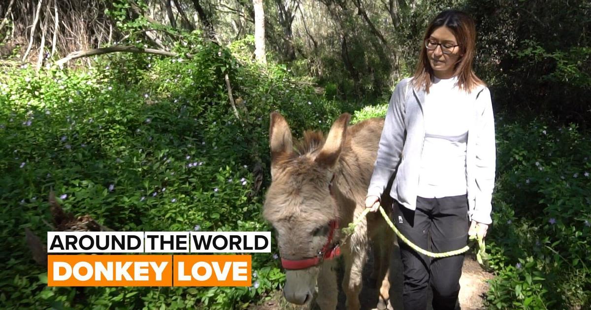 Around the world: Not your average donkey farm