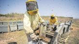 El Ministerio inicia el proceso de consulta pública para modificar la norma de calidad de la miel