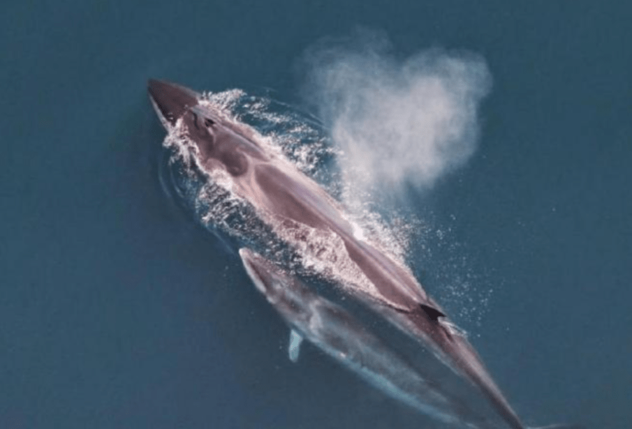 Cruise ship sails into New York City port with 44-foot dead whale across its bow