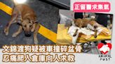 文錦渡有狗疑被車撞碎盆骨 忍痛爬入倉庫向人求救