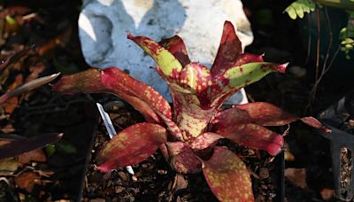 Intriguing tropical bromeliads are beautiful and easy to grow. Dan Gill explains how.